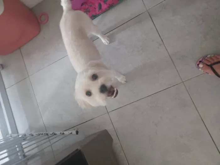 Cachorro ra a SRD-ViraLata idade 1 ano nome Sansa