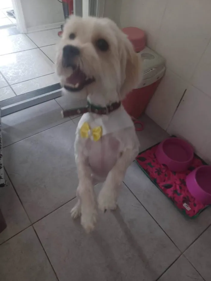 Cachorro ra a SRD-ViraLata idade 1 ano nome Sansa