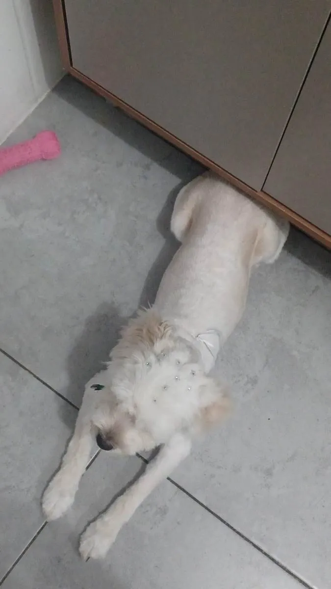 Cachorro ra a SRD-ViraLata idade 1 ano nome Sansa