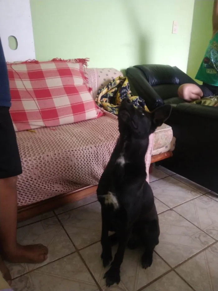 Cachorro ra a SRD-ViraLata idade 3 anos nome Thor