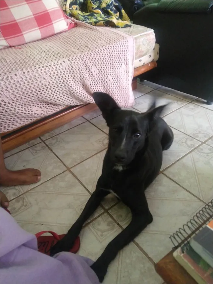 Cachorro ra a SRD-ViraLata idade 3 anos nome Thor