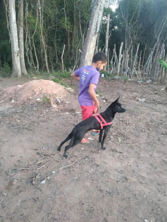 Cachorro ra a SRD-ViraLata idade 3 anos nome Thor