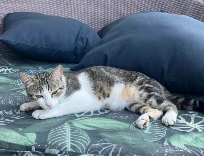Gato raça  idade 1 ano nome não tem