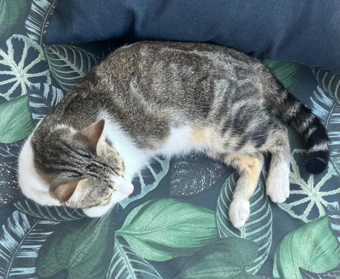 Gato raça  idade 1 ano nome não tem