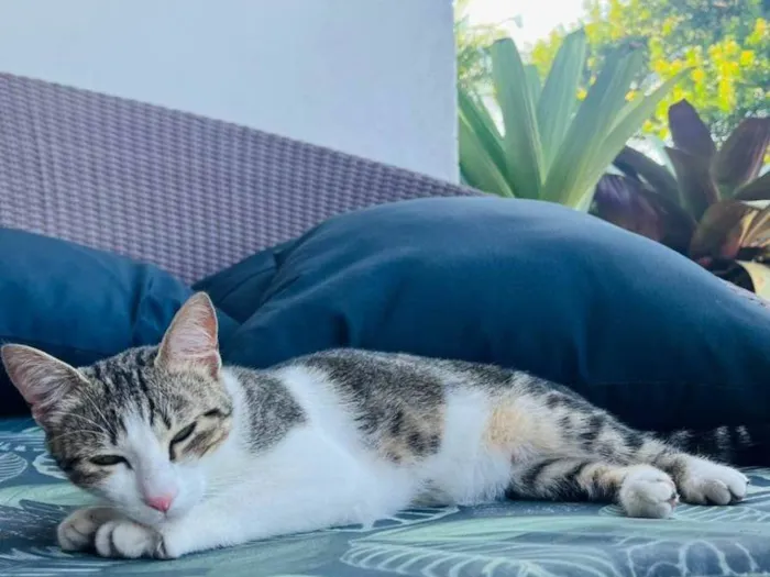 Gato raça  idade 1 ano nome não tem