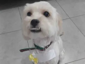 Cachorro raça SRD-ViraLata idade 1 ano nome Sansa