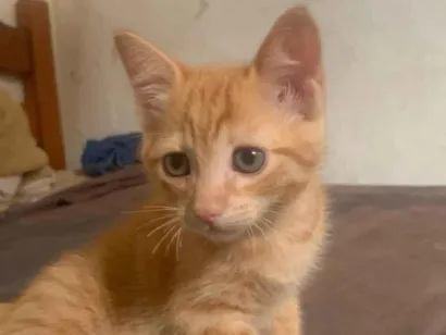 Gato raça  idade 2 a 6 meses nome Sem nome 