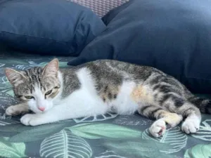 Gato raça  idade 1 ano nome não tem