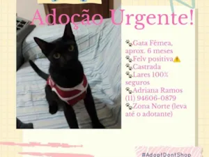 Gato raça SRD-ViraLata idade 2 a 6 meses nome Salem