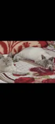 Bibi 