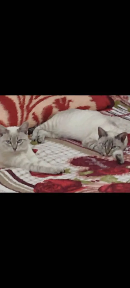 Gato ra a Ciamês idade 2 anos nome Bibi 