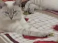 Bibi 