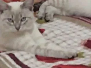 Gato ra a Ciamês idade 2 anos nome Bibi 