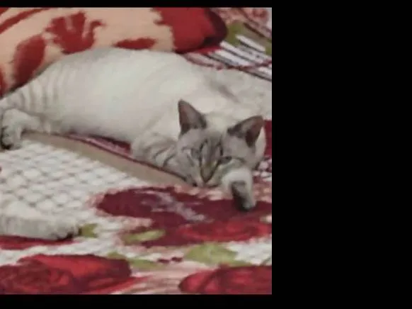 Gato ra a Ciamesa idade 2 anos nome Lili