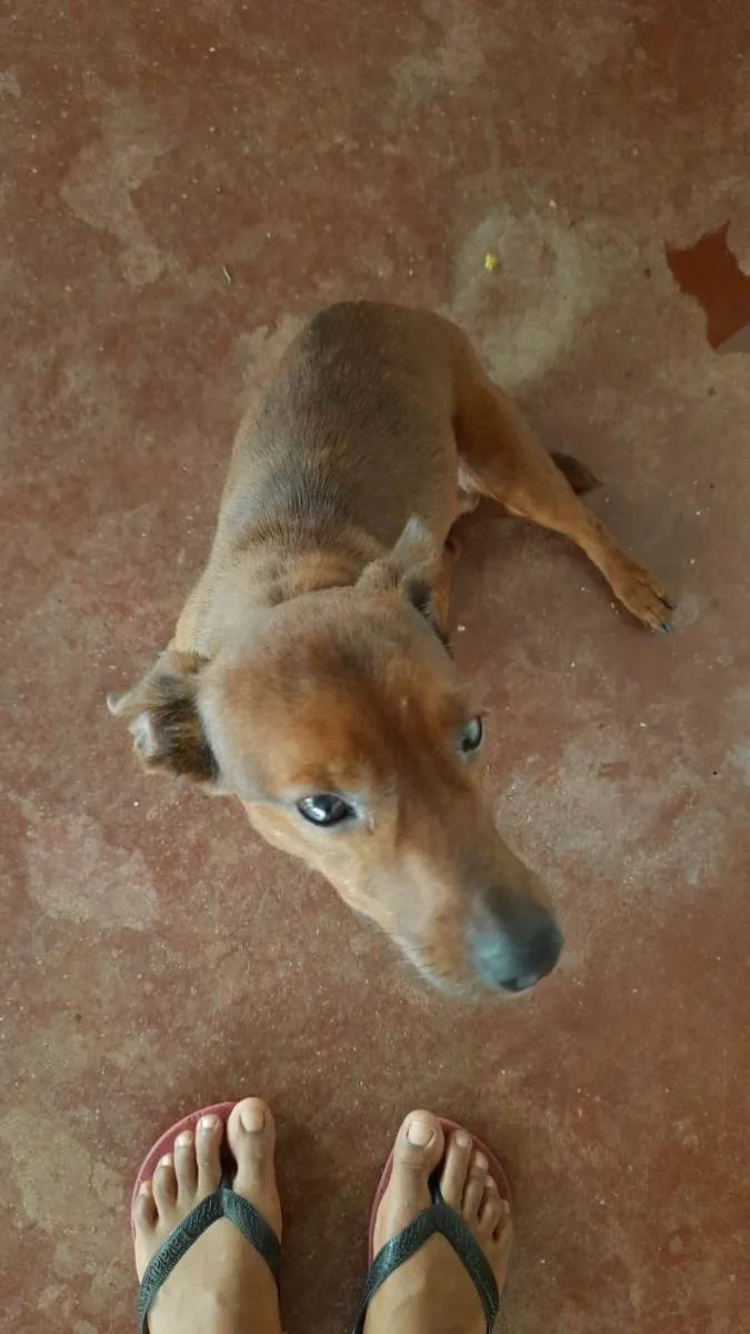 Cachorro ra a SRD-ViraLata idade 3 anos nome Chocolate 