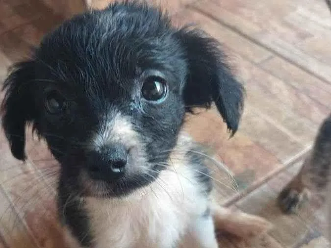 Cachorro ra a SRD-ViraLata idade 2 a 6 meses nome Lucky