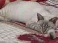 Lili