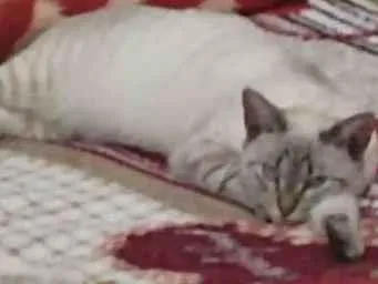 Gato ra a Ciamesa idade 2 anos nome Lili
