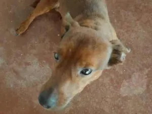Cachorro raça SRD-ViraLata idade 3 anos nome Chocolate 