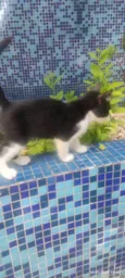 Joãozinho