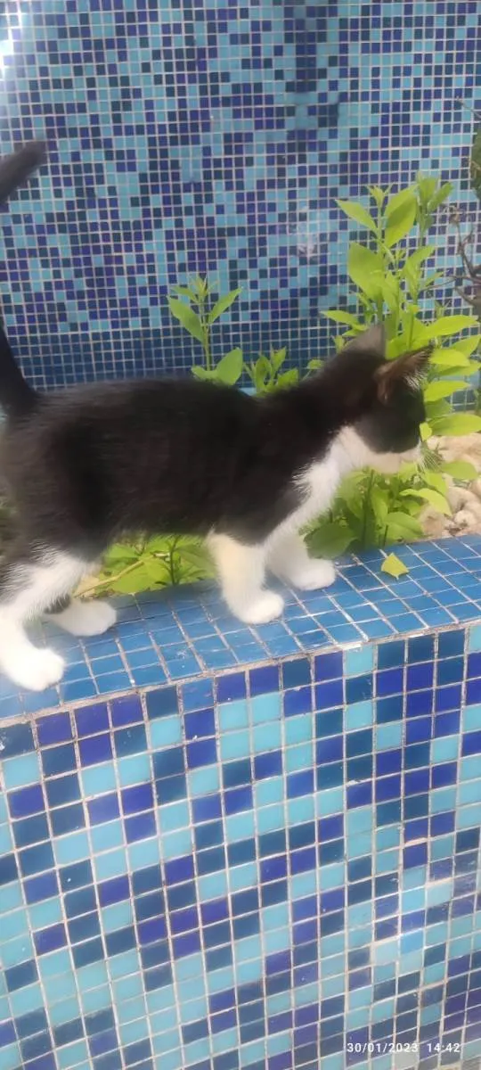 Gato ra a SRD-ViraLata idade Abaixo de 2 meses nome Joãozinho