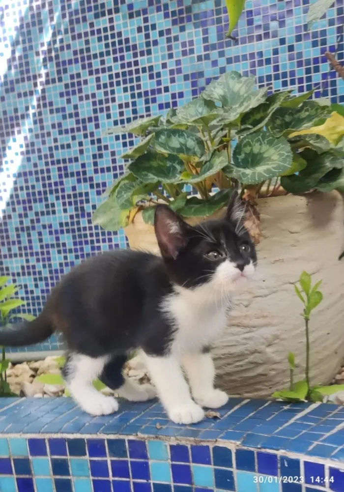 Gato ra a SRD-ViraLata idade Abaixo de 2 meses nome Joãozinho
