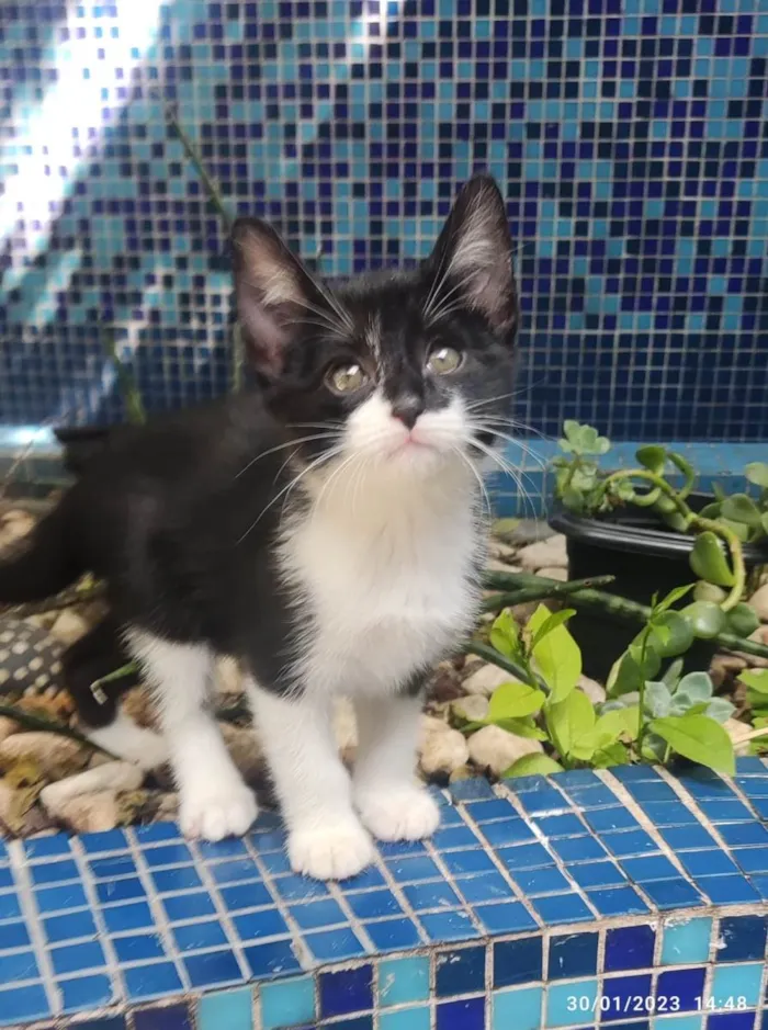 Gato ra a SRD-ViraLata idade Abaixo de 2 meses nome Joãozinho