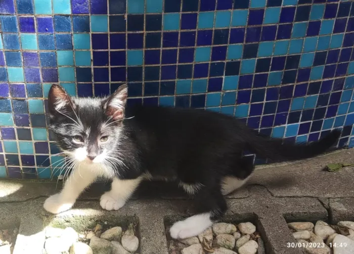 Gato ra a SRD-ViraLata idade Abaixo de 2 meses nome Joãozinho