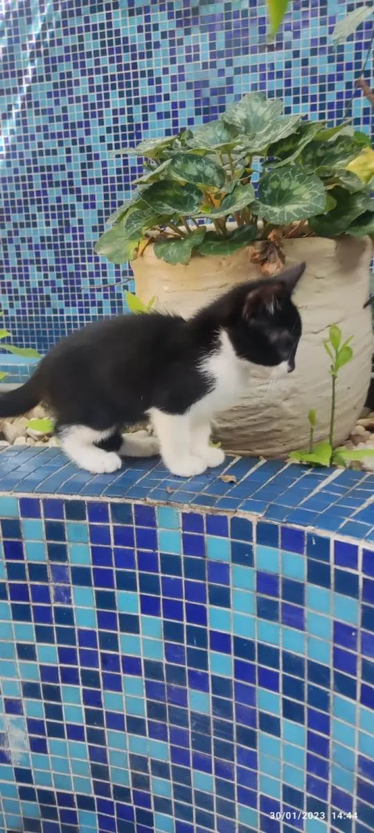 Gato ra a SRD-ViraLata idade Abaixo de 2 meses nome Joãozinho