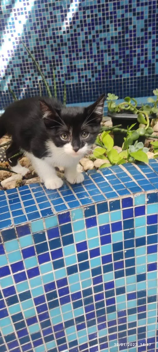 Gato ra a SRD-ViraLata idade Abaixo de 2 meses nome Joãozinho