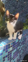 Joãozinho