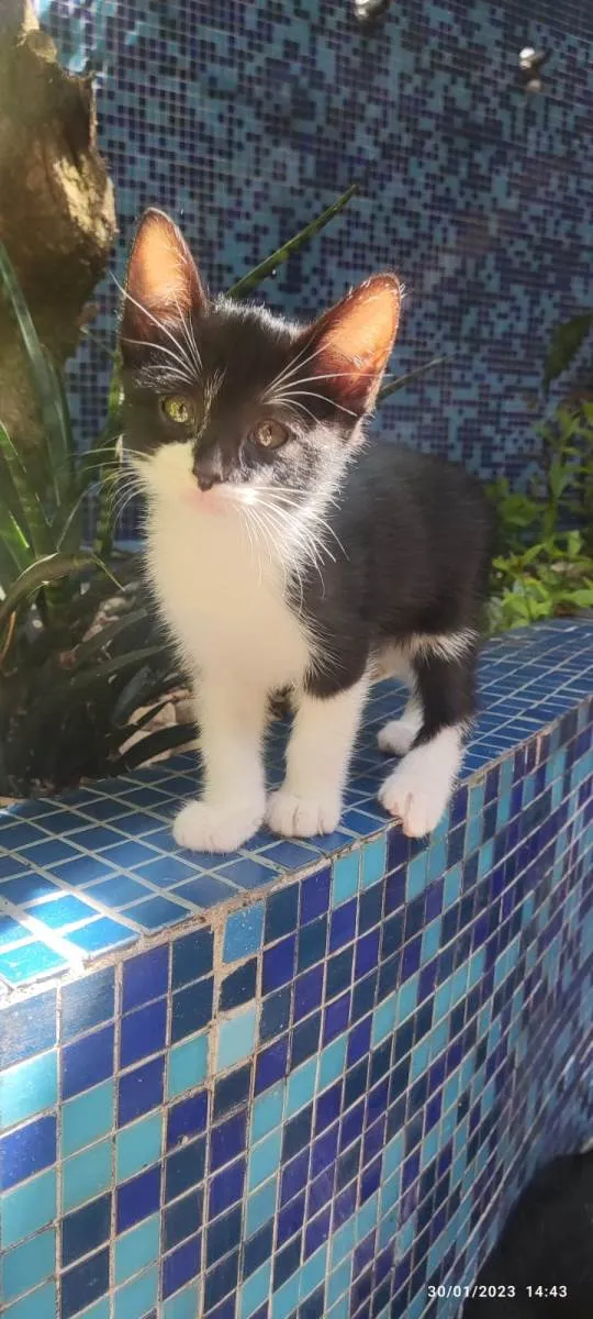 Gato ra a SRD-ViraLata idade Abaixo de 2 meses nome Joãozinho