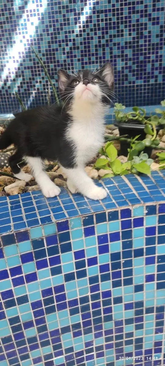 Gato ra a SRD-ViraLata idade Abaixo de 2 meses nome Joãozinho