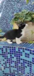 Joãozinho