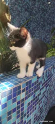 Joãozinho
