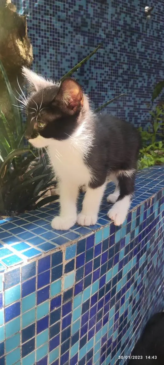 Gato ra a SRD-ViraLata idade Abaixo de 2 meses nome Joãozinho