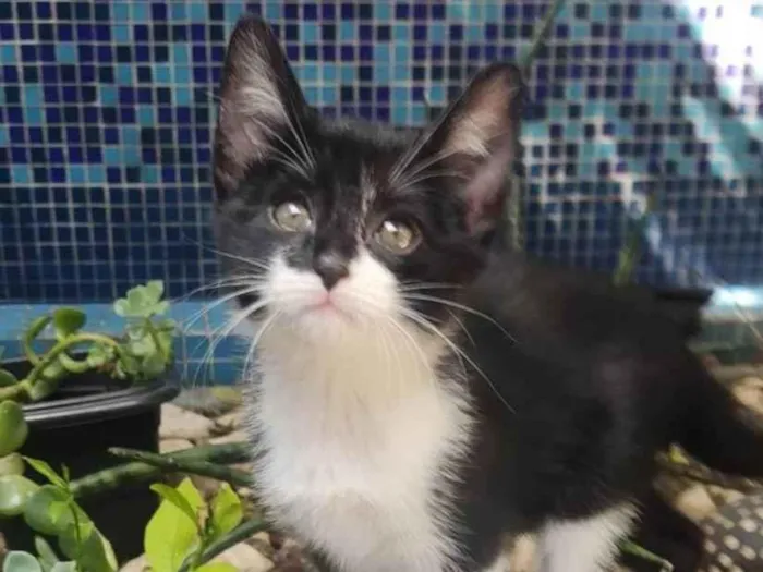 Gato ra a SRD-ViraLata idade Abaixo de 2 meses nome Joãozinho
