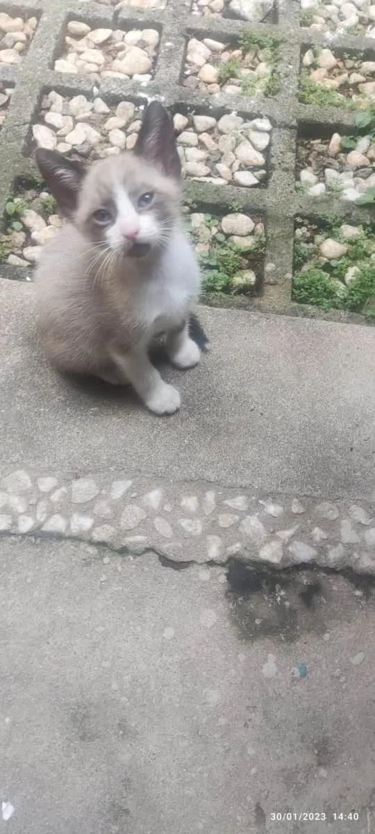 Gato ra a Mestiçio Siamês idade Abaixo de 2 meses nome Pedrinho