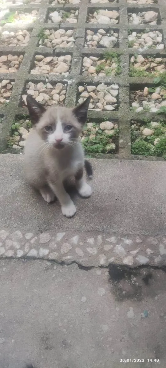 Gato ra a Mestiçio Siamês idade Abaixo de 2 meses nome Pedrinho