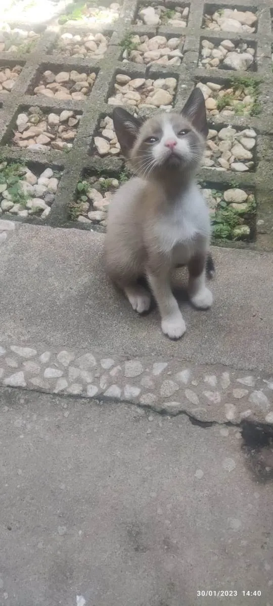 Gato ra a Mestiçio Siamês idade Abaixo de 2 meses nome Pedrinho