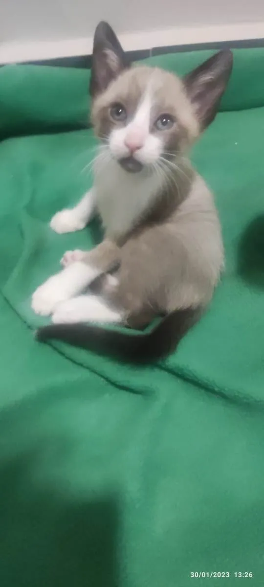 Gato ra a Mestiçio Siamês idade Abaixo de 2 meses nome Pedrinho