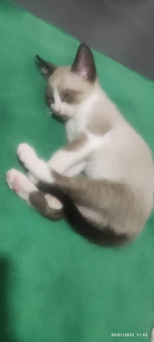 Gato ra a Mestiçio Siamês idade Abaixo de 2 meses nome Pedrinho