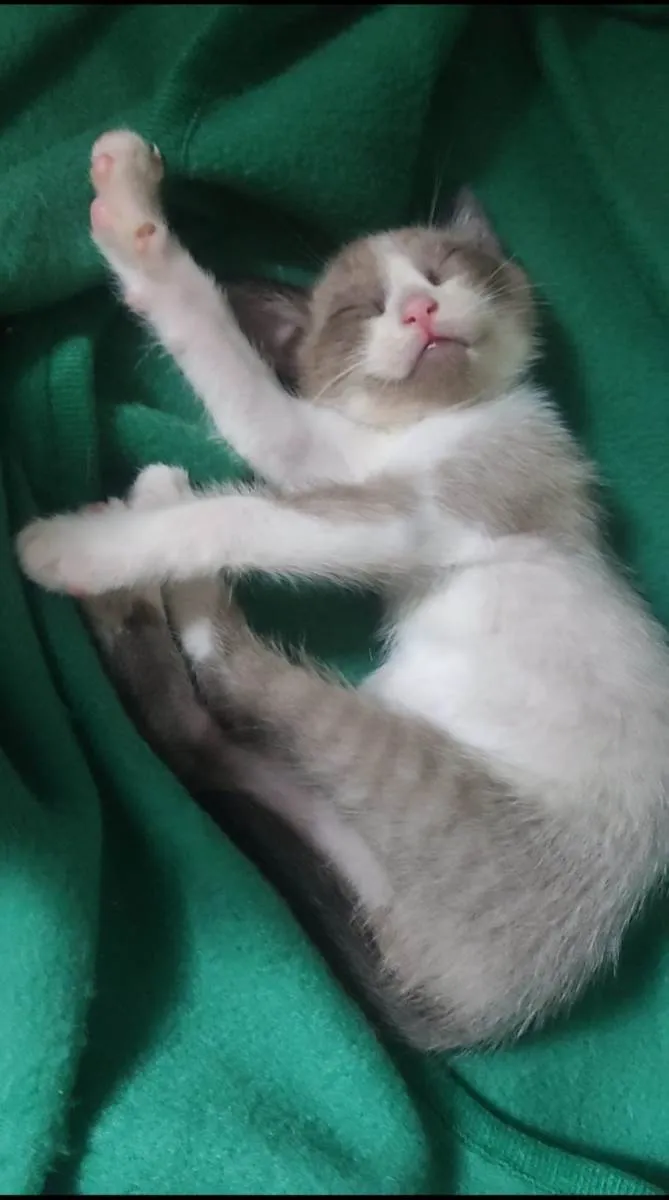 Gato ra a Mestiçio Siamês idade Abaixo de 2 meses nome Pedrinho
