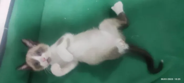 Gato ra a Mestiçio Siamês idade Abaixo de 2 meses nome Pedrinho