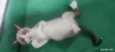 Pedrinho