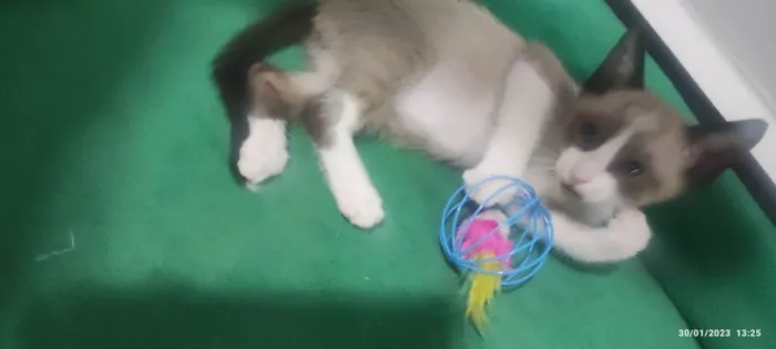 Gato ra a Mestiçio Siamês idade Abaixo de 2 meses nome Pedrinho