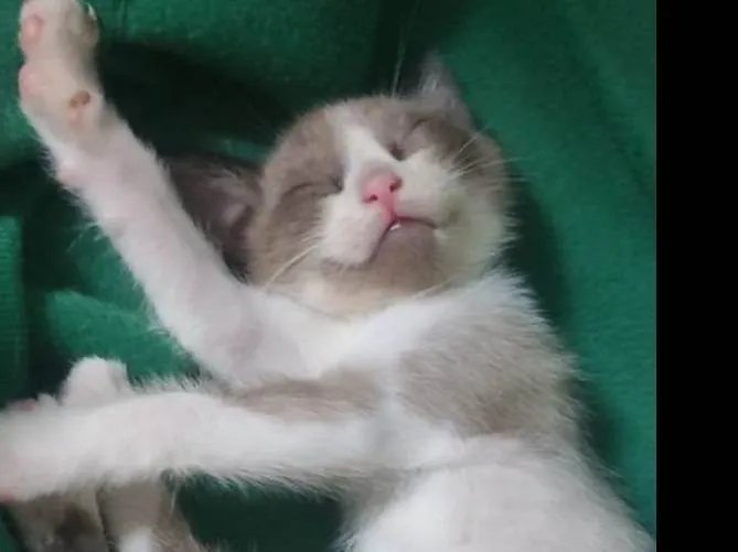 Gato ra a Mestiçio Siamês idade Abaixo de 2 meses nome Pedrinho