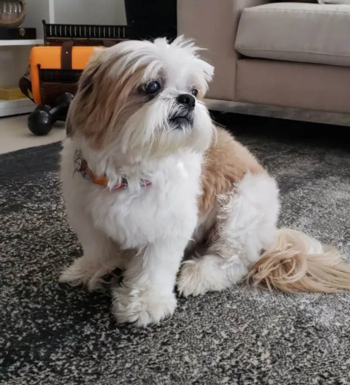 Cachorro ra a Lhasa Apso idade 6 ou mais anos nome Foguinho 