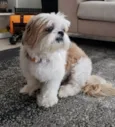 Foguinho