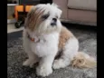 Foguinho